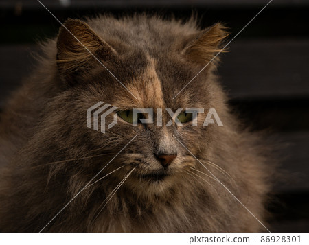 close-up shot young cat of maine coon breed close-up shot young cat of maine coon breed 86928301