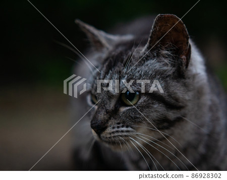 close-up shot young adorable gray cat in nature close-up shot young adorable gray cat in nature 86928302