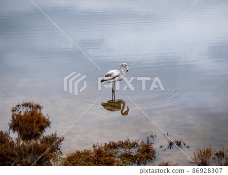solitary flamingo, profile, remains standing in the shallow water 86928307