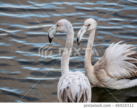 two young flamingos stand together standing on the water 86928312