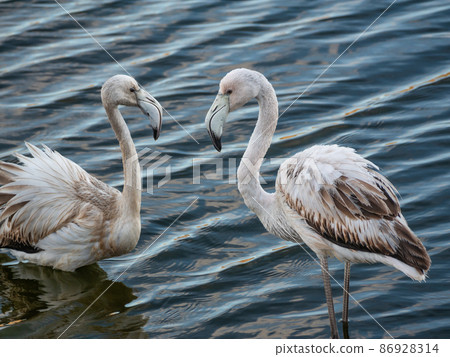 two young flamingos stand together standing on the water 86928314