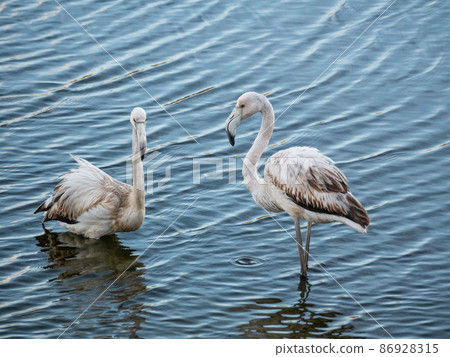 two young flamingos stand together standing on the water 86928315