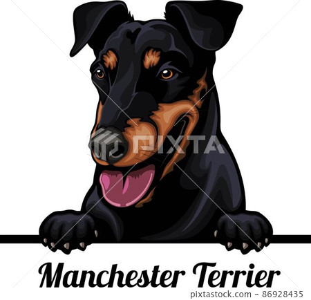 Manchester Terrier - Color Peeking Dogs - dog breed. Color image of a dogs head isolated on a white background Manchester Terrier - Color Peeking Dogs - dog breed. Color image of a dogs head isolated on a white background 86928435