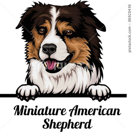 Miniature American Shepherd - Color Peeking Dogs - dog breed. Color image of a dogs head isolated on a white background Miniature American Shepherd - Color Peeking Dogs - dog breed. Color image of a dogs head isolated on a white background 86928436