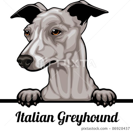 Italian Greyhound - Color Peeking Dogs - dog breed. Color image of a dogs head isolated on a white background Italian Greyhound - Color Peeking Dogs - dog breed. Color image of a dogs head isolated on a white background 86928437