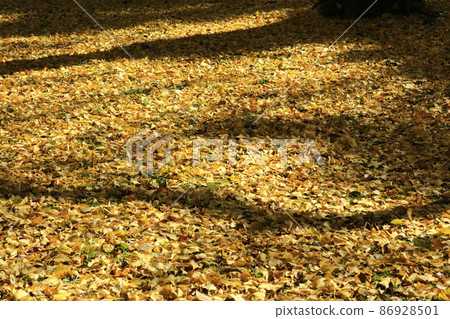 黃色地毯上的陰影 86928501