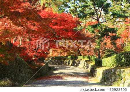 Autumn leaves on the promenade 86928503