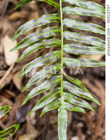 Pterophyta discolored black Pterophyta discolored black 86928597