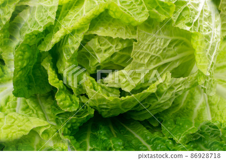 Whole Chinese Cabbage, Napa Cabbage or Wombok 86928718