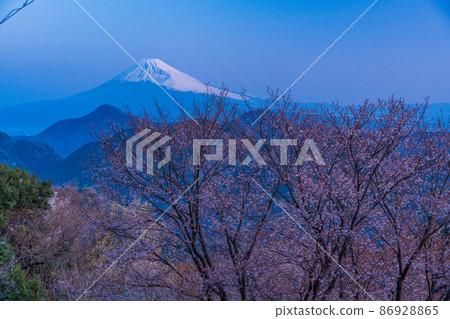 （靜岡縣）從櫻花盛開的葛城山看到的富士山，黎明 86928865