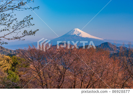 (靜岡縣)從櫻花盛開的葛城山看到的富士山,黎明 (靜岡縣)從櫻花盛開的葛城山看到的富士山,黎明 86928877