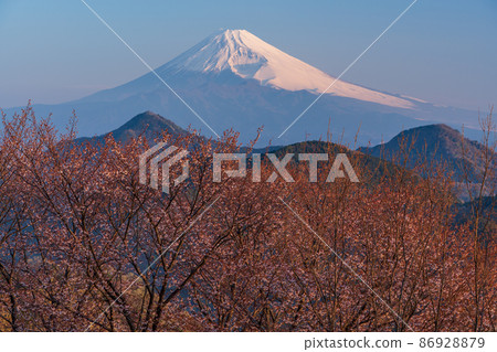 (靜岡縣)從櫻花盛開的葛城山看到的富士山,黎明 (靜岡縣)從櫻花盛開的葛城山看到的富士山,黎明 86928879