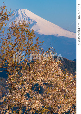 （靜岡縣）從櫻花盛開的葛城山看到的富士山，黎明 86928883