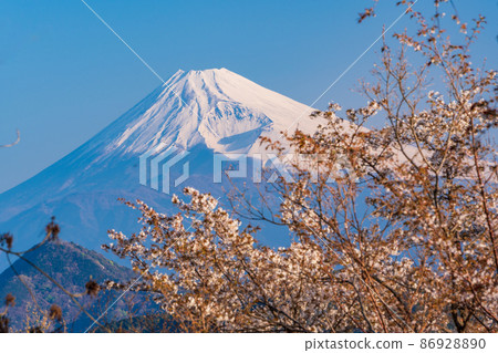 (靜岡縣)從櫻花盛開的葛城山看到的富士山,黎明 (靜岡縣)從櫻花盛開的葛城山看到的富士山,黎明 86928890