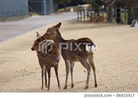 Scenery of Nara Park with deer grooming Scenery of Nara Park with deer grooming 86928917