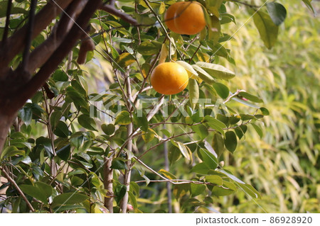 Landscape of orange fruit orange tree Landscape of orange fruit orange tree 86928920