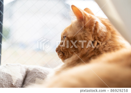 貓向外看，茶虎斑貓 86929258