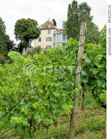 Salenstein Vineyards and Arenenberg Castle (Thurgau, Switzerland) Salenstein Vineyards and Arenenberg Castle (Thurgau, Switzerland) 86929532