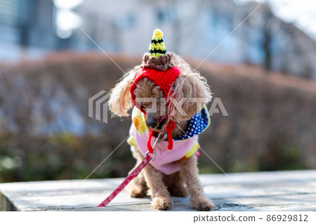 Setsubun, a toy poodle that sits in a demon's headgear 86929812