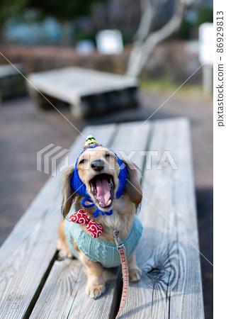 Dachshund Setsubun taking a walk in the park 86929813