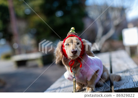 Dachshund Setsubun taking a walk in the park 86929822