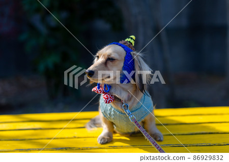 臘腸犬節分在公園裡散步 86929832