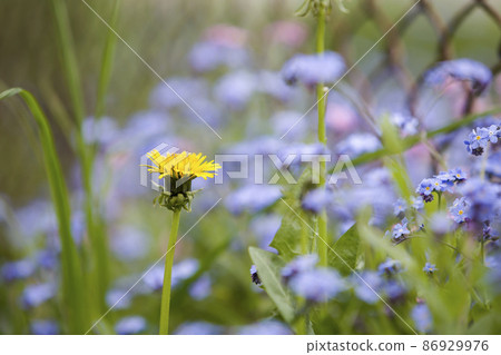 Yellow dandelion flowers blooming on summer meadow in green sunny garden 86929976