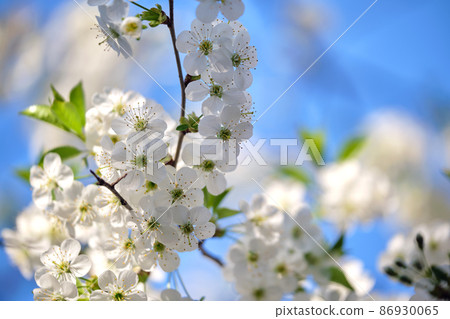 Twigs of cherry tree with white blossoming flowers in early spring Twigs of cherry tree with white blossoming flowers in early spring 86930065