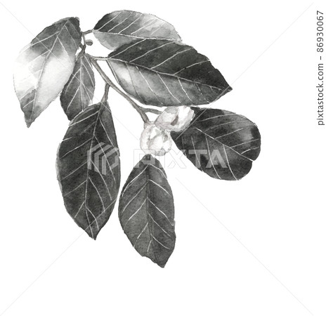 Camellia buds with branches and leaves Monotone [ink painting style watercolor] White background Transparent background Copy space available 86930067