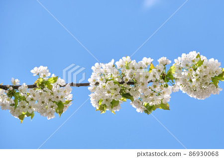 Twigs of cherry tree with white blossoming flowers in early spring Twigs of cherry tree with white blossoming flowers in early spring 86930068