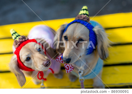 Dachshund Setsubun taking a walk in the park Dachshund Setsubun taking a walk in the park 86930091