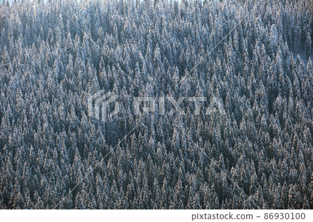 Top down aerial view of snow covered evergreen pine forest after heavy snowfall in winter mountain woods on cold quiet day. 86930100