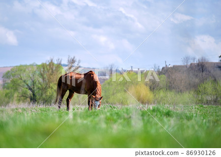 Thin chestnut horse eating grass while grazing on farm grassland pasture 86930126