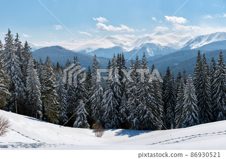 Pine trees covered with fresh fallen snow in winter mountain forest on cold bright day. 86930521