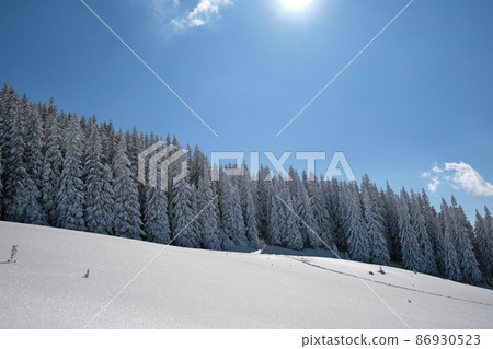 Pine trees covered with fresh fallen snow in winter mountain forest on cold bright day. 86930523