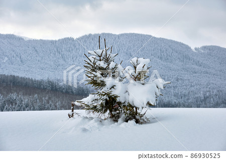 Pine trees covered with fresh fallen snow in winter mountain forest on cold bright day. Pine trees covered with fresh fallen snow in winter mountain forest on cold bright day. 86930525