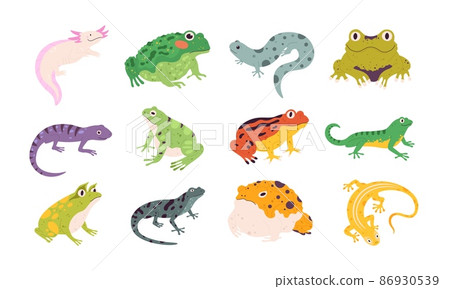 Tropical colorful decorative amphibian frogs, lizards and toads. Terrarium reptile animals, salamander, axolotl and newt. Frog vector set Tropical colorful decorative amphibian frogs, lizards and toads. Terrarium reptile animals, salamander, axolotl and newt. Frog vector set 86930539