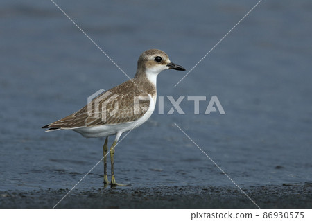 新鮮的煎蛋捲 86930575