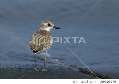 Fresh omelette 86930576