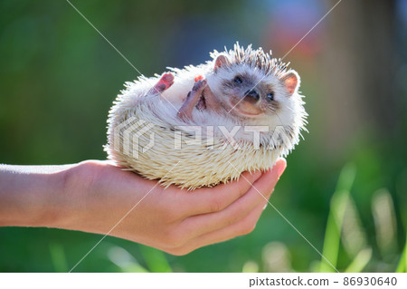 Human hands holding little african hedgehog pet outdoors on summer day. Keeping domestic animals and caring for pets concept. Human hands holding little african hedgehog pet outdoors on summer day. Keeping domestic animals and caring for pets concept. 86930640