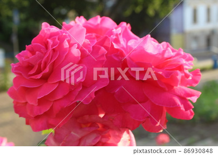 pink damask rose close-up view from above. Flower garden summer cultivation of flower plants. Festive mood gift to a girl 86930848