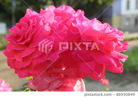 pink damask rose close-up view from above. Flower garden summer cultivation of flower plants. Festive mood gift to a girl 86930849