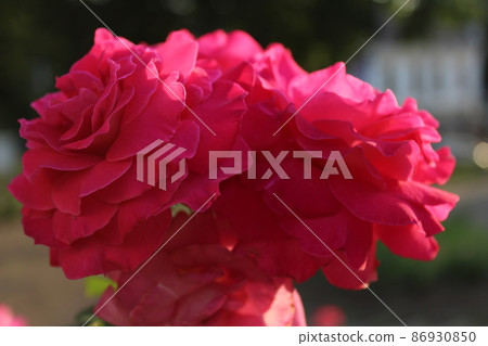 pink damask rose close-up view from above. Flower garden summer cultivation of flower plants. Festive mood gift to a girl pink damask rose close-up view from above. Flower garden summer cultivation of flower plants. Festive mood gift to a girl 86930850