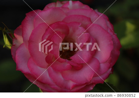 pink damask rose close-up view from above. Flower garden summer cultivation of flower plants. Festive mood gift to a girl pink damask rose close-up view from above. Flower garden summer cultivation of flower plants. Festive mood gift to a girl 86930852