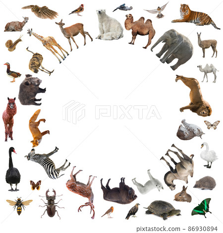 collage of animals isolated on white background 86930894