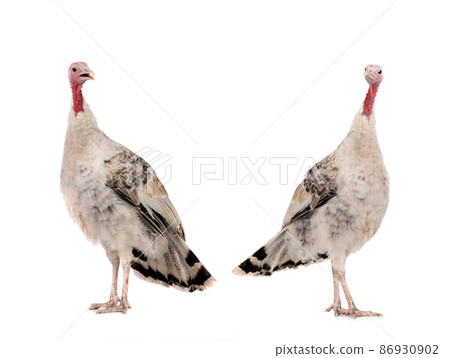 gray yong turkey isolated on a white background. 86930902