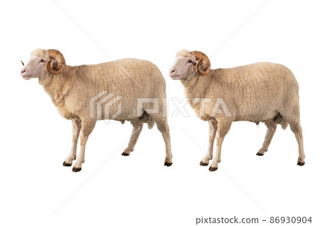 two white ram isolated on white background 86930904