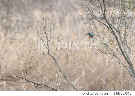 野生鳥翠鳥 野生鳥翠鳥 86931045