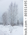 Russian snow-covered birches against a cloudy sky. 86931495