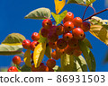 Ripe red small Ranetka apples grow on a branch. 86931503
